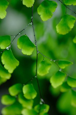 Suplir, Vittarioideae alt kabilesi Pteridaceae kabilesine ait Adiantum cinsine ait bir odayı veya bahçeyi dekore etmek için popüler bir eğreltiotudur. Maidenhair eğreltiotu. Islak süs bitkisi.