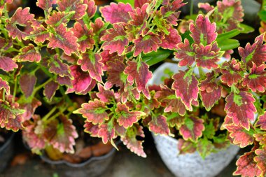 Coleus scutellarioides, or coleus, is a species of flowering plant in the family of Lamiaceae. miana clipart