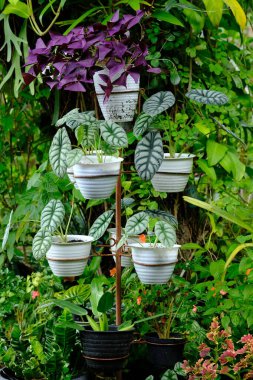 alocasia cuprea. Tanrı 'ya şükür. Alocasia, Araceae familyasından geniş yapraklı, rhizomatöz ve tüberküloz çiçekli bir bitki cinsidir. trend süs bitkileri veya ev bitkileri.