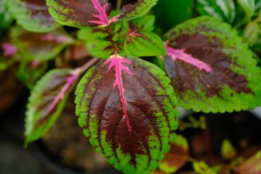Coleus scutellarioides, Lamiaceae familyasından bir bitki türü. miana