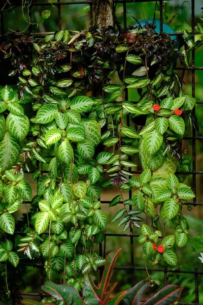 Episcia cupreata is an ornamental plant that comes from the genus Episcia, this flowering plant comes from Africa, including the Gesneriaceae family. lush ornamental plants, wet with rain. Houseplant