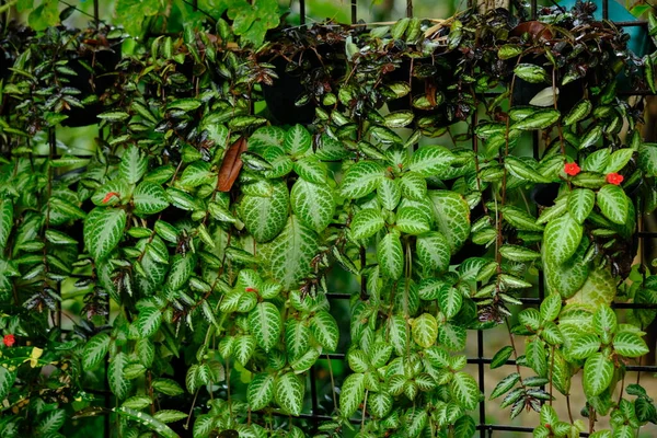 Episcia Cupreata Ornamental Plant Comes Genus Episcia Flowering Plant Comes — Stock Photo, Image