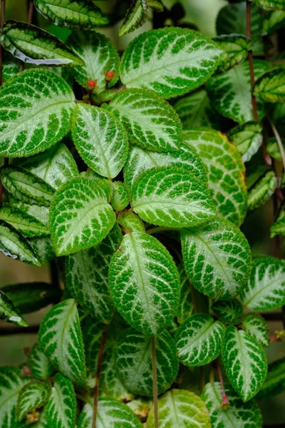 Fittonia Plant Multicolored Variegated Leaves — Stock Photo, Image