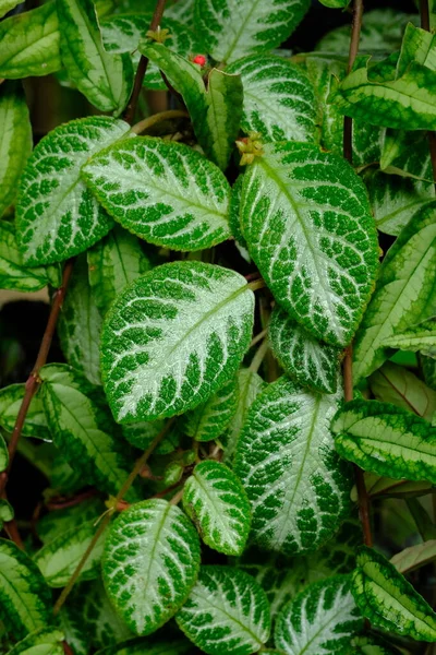 Fittonia Plant Multicolored Variegated Leaves — Stock Photo, Image