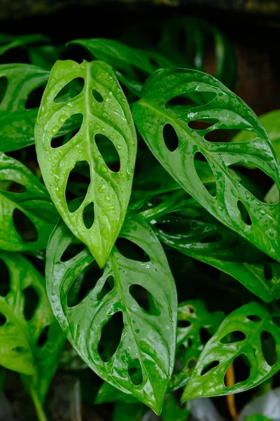 Tanaman Hias Janda Bolong Monstera Adansonii Ornamental Plant Monstera Type — Stock Photo, Image