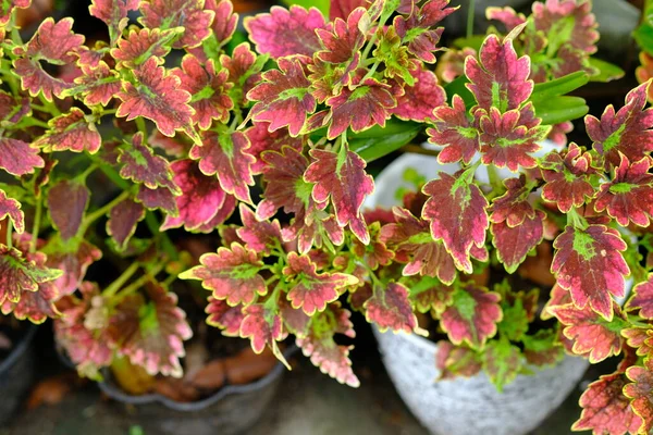 Coleus scutellarioides, Lamiaceae familyasından bir bitki türü. miana