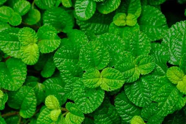 Sürünen Charlie. Pilea nummulariifolia. Bu bitki, Güney Amerika 'nın kuzeyinden gelen bir bitki türüdür. Genellikle odada süs bitkisi olarak kullanılır ya da asılma bitkisi olarak..