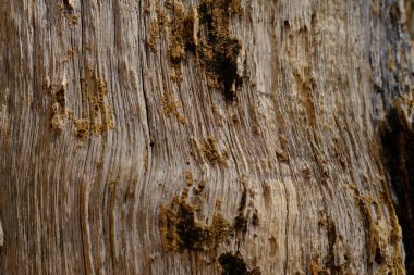 Ağaç kabuğu deseni ağaçtan pürüzsüz dokudur.
