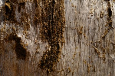 Ağaç kabuğu deseni ağaçtan pürüzsüz dokudur.