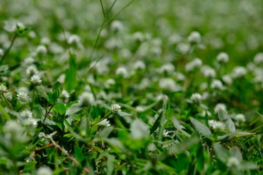 Yabani otları kapatın. Alternanthera Philoxeroides, yerde yabani çalılar büyüdükçe timsah otlarıdır. makro fotoğrafçılık. yabani ot çiçekleri.