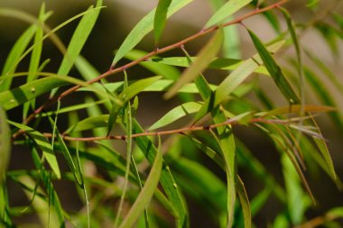 Bambu ağacının küçük yapraklarındaki çiğ taneleri. yeşil bambu yaprakları çiğ ile ıslanmış. bu resim arkaplan veya duvar kağıdı için uygundur. makro fotoğrafçılık. bokeh.