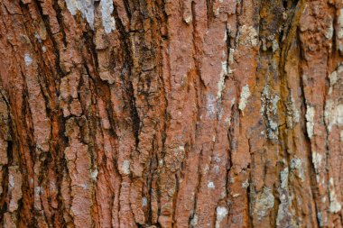 Ağaç kabuğu deseni ağaçtan pürüzsüz dokudur.