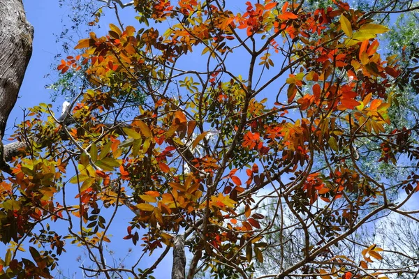 Листья Леса Осенью Некоторые Красные Желтые Оранжевые Этим Лесом Красиво — стоковое фото
