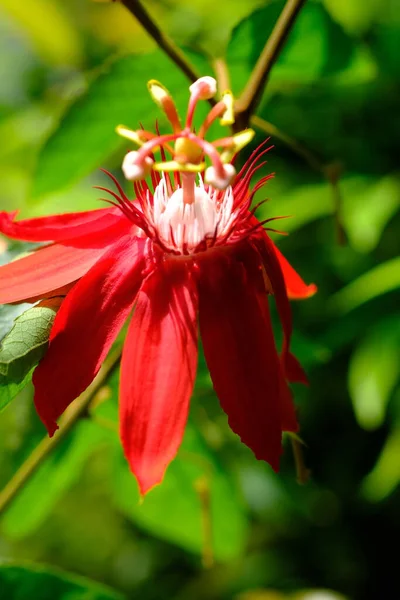 red passion flower. passiflora vitifolia. red perfumed flower in the tropical garden. natural background concept.