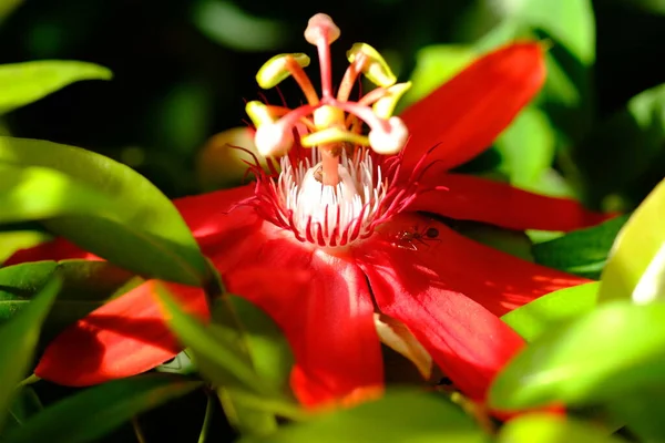 red passion flower. passiflora vitifolia. red perfumed flower in the tropical garden. natural background concept.