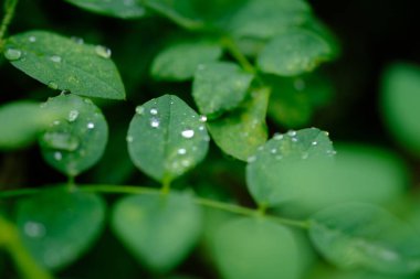 close up of green leaves with raindrops