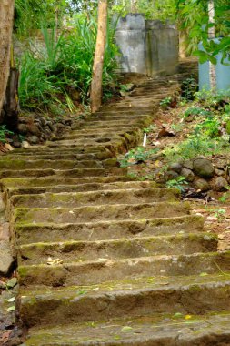 old stone staircase in green moss in a park 