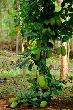 Jackfruit is the name of a kind of tree, as well as its fruits. The jackfruit tree belongs to the Moraceae tribe, its scientific name is Artocarpus heterophyllus. This fruit tastes sweet.