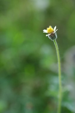 small flower on green blurred background. macro photo.
