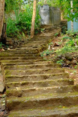 old stone staircase in green moss in a park 