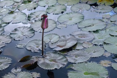 Kırmızı yusufçuk (nöropati terminatı) pembe nilüfer çiçeğinin üzerine tünemiştir. Lotus kabilesi veya Nymphaeaceae, çiçekli bitki kabilesinin bir üyesidir. Pembe su zambağı. teratai merah muda.