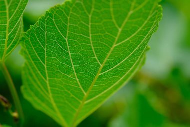 Böğürtlen yaprakları yakın.