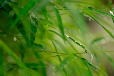 Bambu ağacının küçük yapraklarındaki çiğ taneleri. yeşil bambu yaprakları çiğ ile ıslanmış. bu resim arkaplan veya duvar kağıdı için uygundur. makro fotoğrafçılık. bokeh.