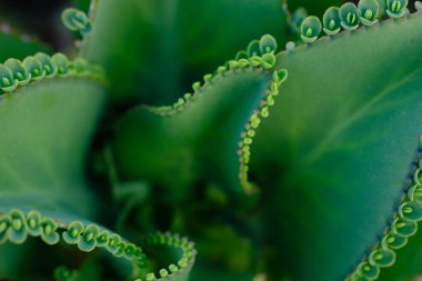 Kalanchoe Daigremontiana, mother of thousands, alligator plant is a succulent plat native to Madagascar. It can propagate vegetatively from plantlets that develop on its leaf margins. Toxic steroid.