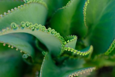 Kalanchoe Daigremontiana, mother of thousands, alligator plant is a succulent plat native to Madagascar. It can propagate vegetatively from plantlets that develop on its leaf margins. Toxic steroid.