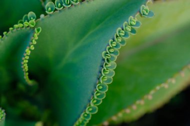 Kalanchoe Daigremontiana, mother of thousands, alligator plant is a succulent plat native to Madagascar. It can propagate vegetatively from plantlets that develop on its leaf margins. Toxic steroid.