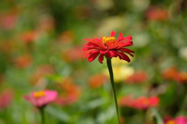 Close up of zinnia elegans flower. This flower is widely spread in the tropics. grows wild as a shrub also used as an ornamental plant.