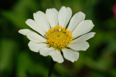 close up of white daisy flower in the garden