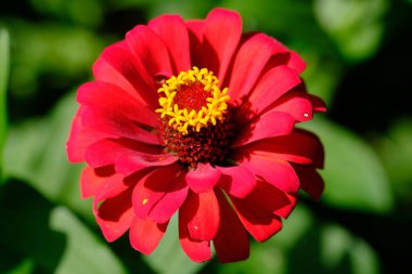Close up of zinnia elegans flower. This flower is widely spread in the tropics. grows wild as a shrub also used as an ornamental plant.