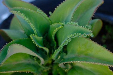 Kalanchoe Daigremontiana, mother of thousands, alligator plant is a succulent plat native to Madagascar. It can propagate vegetatively from plantlets that develop on its leaf margins. Toxic steroid.