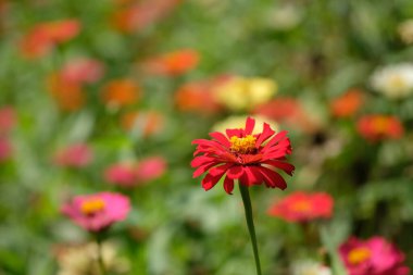 Close up of zinnia elegans flower. This flower is widely spread in the tropics. grows wild as a shrub also used as an ornamental plant.