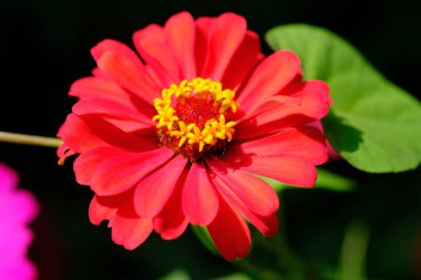 Close up of zinnia elegans flower. This flower is widely spread in the tropics. grows wild as a shrub also used as an ornamental plant.