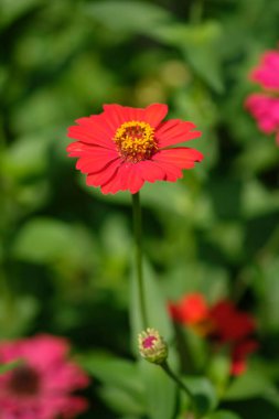 Close up of zinnia elegans flower. This flower is widely spread in the tropics. grows wild as a shrub also used as an ornamental plant.