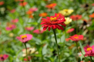 Zinnia elegans flowers are colorful floral. It can be red, white, yellow, pink, violet, etc. This flower is widely spread in the tropics. grows wild as a shrub also used as an ornamental plant.