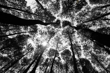 Pine trees silhouettes, low angle. homogeneous forest. A pine is any conifer in the genus Pinus of the family Pinaceae. Pinus is the sole genus in the subfamily Pinoideae. 