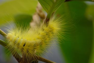 yellow caterpillar was crawling on a twig. This caterpillar feeds on leaves in preparation for metamorphosis. caterpillar is an insect that will metamorphose into a butterfly. itching on the skin