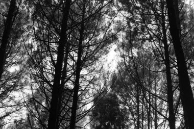 Ormandaki bir ağacın siyah beyaz fotoğrafı.