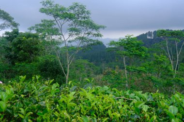 Dağlardaki ormanın güzel manzarası