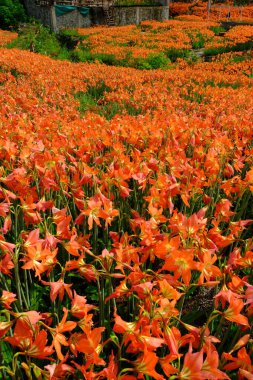 Amaryllis is the only genus in the subtribe Amaryllidinae. It is a small genus of flowering bulbs, with two species. The better known of the two, Amaryllis belladonna. Orange blooming amaryllis flowers