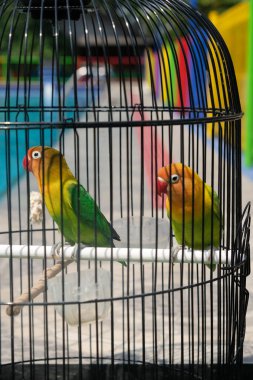Two parrots sitting in a cage