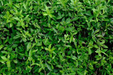 green foliage leaves background