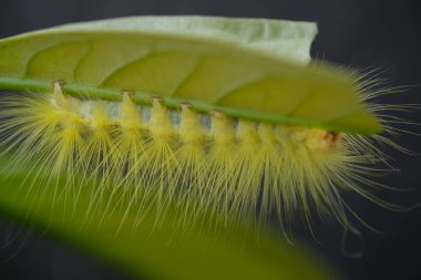 yellow caterpillar was crawling on a twig. This caterpillar feeds on leaves in preparation for metamorphosis. caterpillar is an insect that will metamorphose into a butterfly. itching on the skin