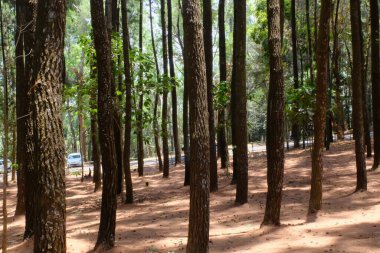 beautiful view of the trees in a park 
