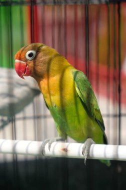 Cute parrot sitting in a cage