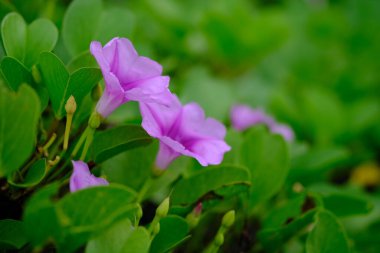 Ipomoea pes-caprae, also known as bayhops, bay-hops, beach morning glory or goat's foot