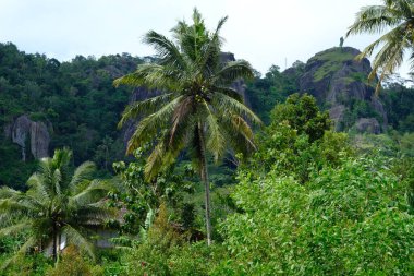 rock formations in the ancient Nglanggeran volcano that were formed millions of years ago. Overgrown by green trees typical of the tropics. High ancient black stone towering. Gunung api purba.